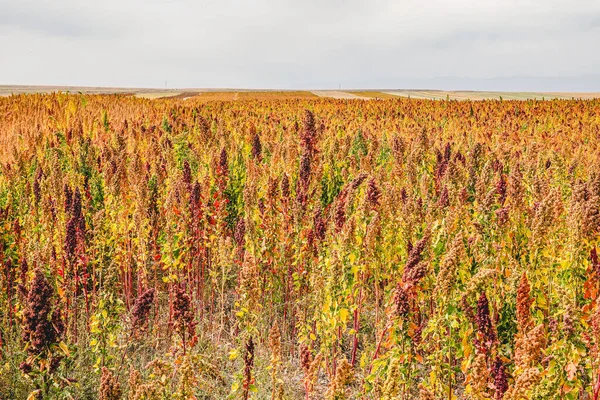 Sonbahar Alanında Olgun Quinoa Hasadı — Stok fotoğraf