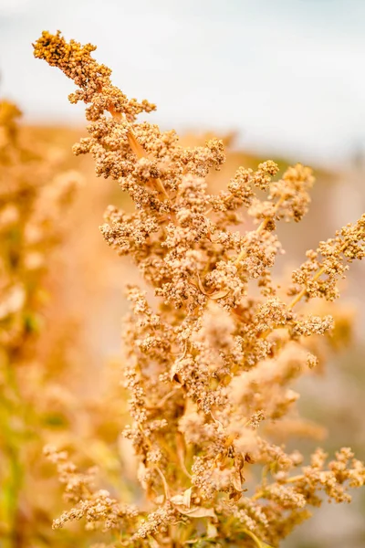 Ripe Quinoa Harvest in Autumn Field