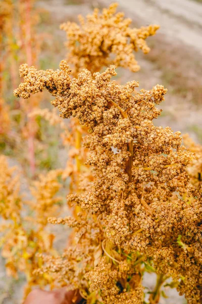 Ripe Quinoa Harvest in Autumn Field