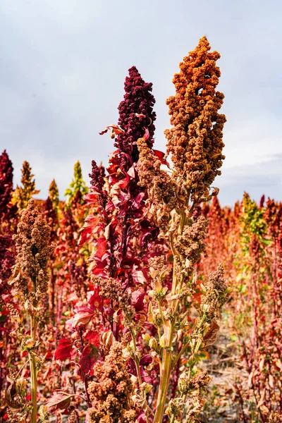 Ripe Quinoa Harvest in Autumn Field