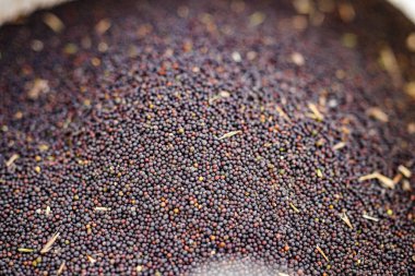 Tarım hasat kolza tohumu, bitkisel yağ için önemli bir hammaddedir.