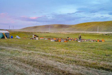 Açık alan arı kovanı, arı yetiştiricisi ortamı.