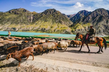 Yolda otlayan inekler ve atlar