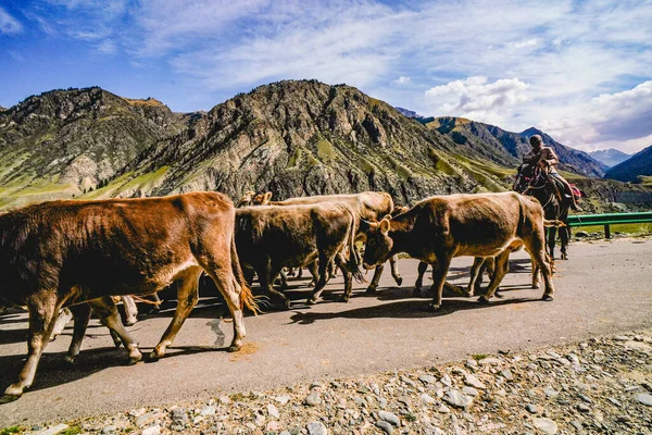 Grazing Cows Horses Road — Stock Photo, Image