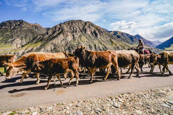Выпас коров и лошадей на дороге