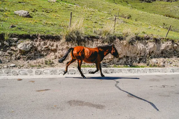 Yolda Otlayan Inekler Atlar — Stok fotoğraf