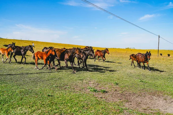 Horse Herd Green Grassland — Stock Photo, Image