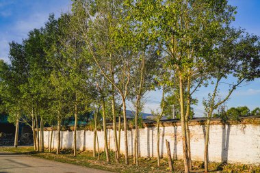 Sabah güneşi kırsal manzarayı ısıtıyor.