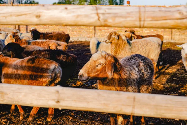 Får Fårfållan Den Varma Solen Morgonen — Stockfoto