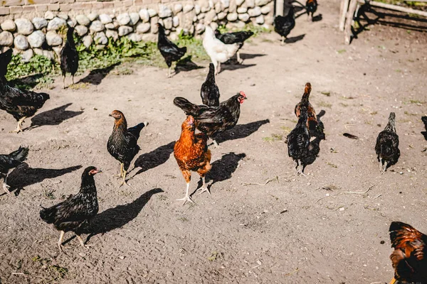 Бесплатные Цыплята Дворе — стоковое фото