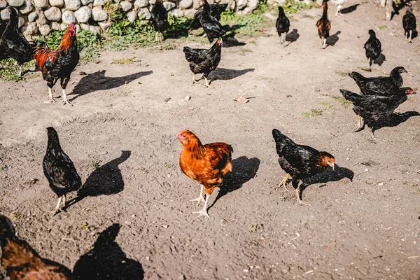庭の鶏のフリーレンジ — ストック写真