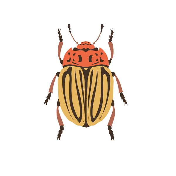 Cockchafer silhouet op witte achtergrond. — Stockvector