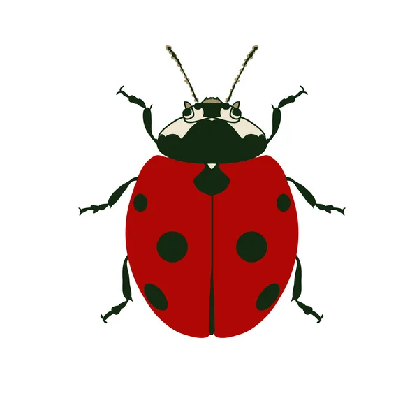 Icona dell'insetto coccinella — Vettoriale Stock