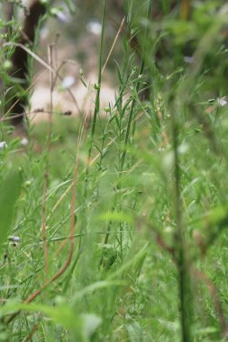 hierba verde alvandor de los olivos
