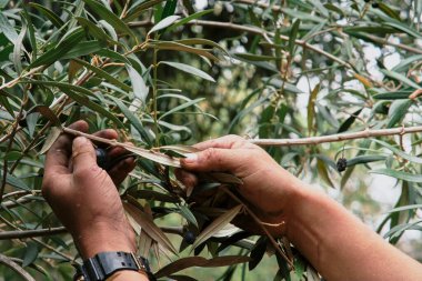 Özenle seçilmiş zeytin ağaçları