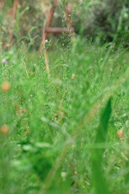 hierba verde alvandor de los olivos