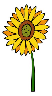 Ayçiçeği illüstrasyonu, beyaz arkaplanda izole edilmiş vektör