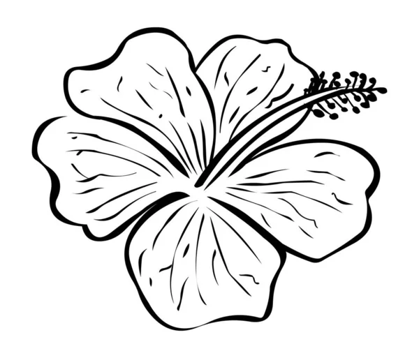 Ilustración Stock Hibisco Vector Línea Logotipo Flor — Archivo Imágenes Vectoriales