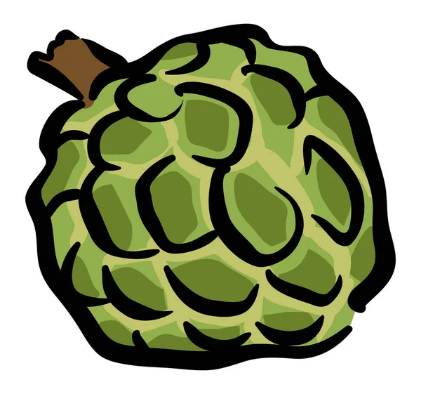 Custard Apple Illustrazione Disegno Stock Isolato Sfondo Bianco — Vettoriale Stock