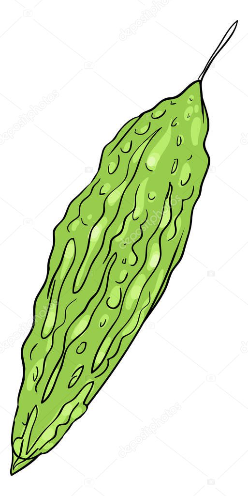 Green Bitter Gourd Vegetable stock illustration Vector isolated in white background