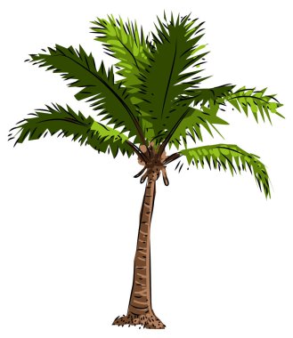 Beyaz arkaplanda izole edilmiş palmiye ağacı illüstrasyon vektörü