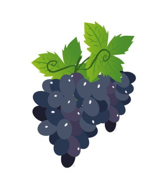 Mavi üzüm vektörü çizimi beyaz arkaplanda izole edildi