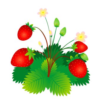 Çilek Bitkisi meyveleri ve çiçek vektör çizimi