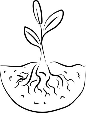 Kök siyah çizgi çizimli bitki 