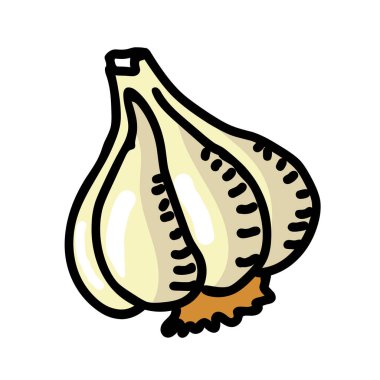 Sarımsak vektör çizimi izole edildi