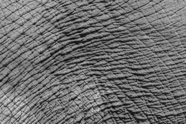 Asya filinin siyah beyaz buruşuk cilt dokusu