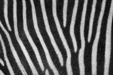 Siyah beyaz çizgili zebra kürk hayvan desen arka plan
