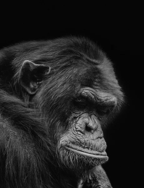 Chimpancé viejo y solitario mostrando desesperación en cautiverio — Foto de Stock