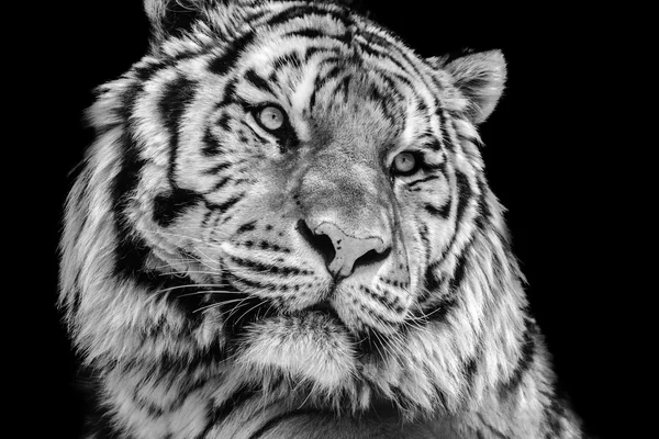 Powerful high contrast black and white tiger face — Stock Photo, Image