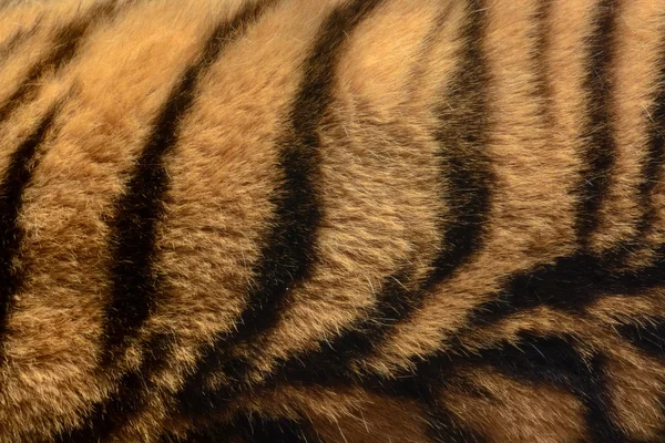 Laranja e preto listrado tigre pele animal fundo padrão — Fotografia de Stock