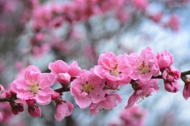 Pembe şeftali çiçeği çiçek bahar 2016 sırasında Japonya'da bir ağaçta