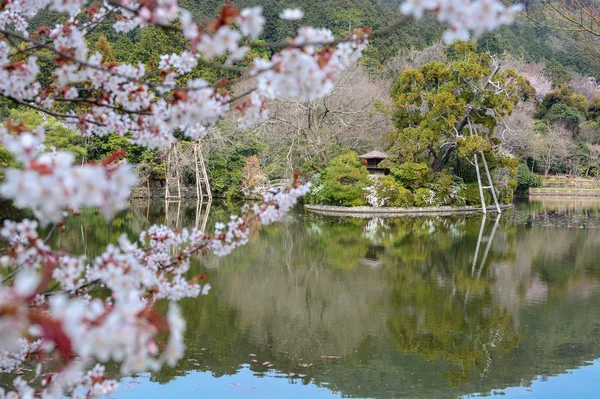 Staw ogród Zen i wiśniowe drzewo w Ryoan-ji w Kioto, skupiamy się na tle — Zdjęcie stockowe