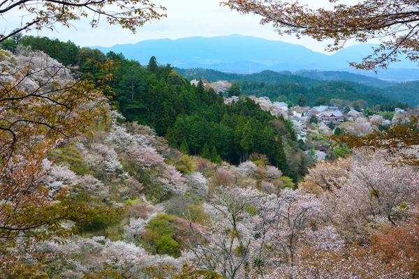 Bela paisagem de flor de cereja branca no Monte Yoshino em Nara, Japão — Fotografia de Stock