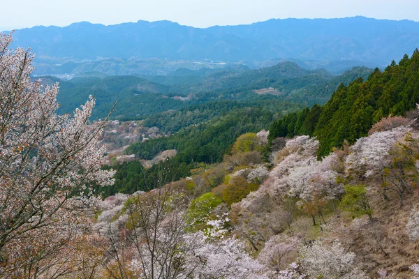 Färgglada berg landskap och blommande körsbärsträd på våren på Mount Yoshino i Nara — Stockfoto