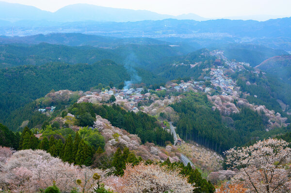 Landscape view of thousands of cherry trees flowering on Mount Yoshino in Nara, Japan