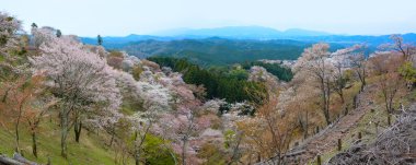 Kiraz ağaçları Mount Yoshino: Nara, Japan çiçekli binlerce güzel panoramik manzara