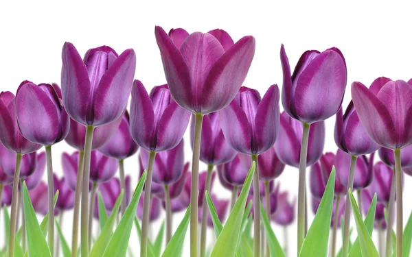 Beautiful purple tulip flowers freshly popped for spring against a white background — Stock Photo, Image
