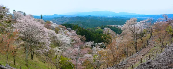 Bela paisagem panorâmica de milhares de cerejeiras florescendo no Monte Yoshino em Nara, Japão — Fotografia de Stock