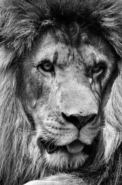 Potente cara de león macho blanco y negro en alto contraste — Foto de Stock