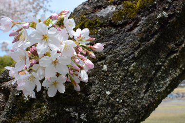 Bahar sakura çiçek çiçek küme üzerinde bir Japon Yoshino kiraz ağacı