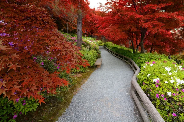 Fusão de flores de azálea de primavera e folhas de bordo de outono criadas com tons vermelhos falsos — Fotografia de Stock