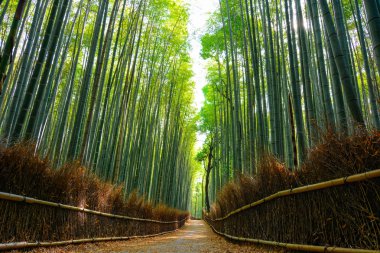 Sabah güneş ışığı ile SAP süzme ile Arashiyama bambu ormanında güzel bir sahne