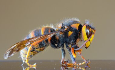 Japon dev eşekarısı closeup makro, dev serçe arı olarak da bilinir