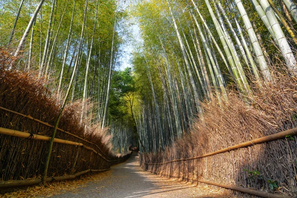 Spokojny ścieżka przez las bambusowy Arashiyama w Kioto, Japonia — Zdjęcie stockowe