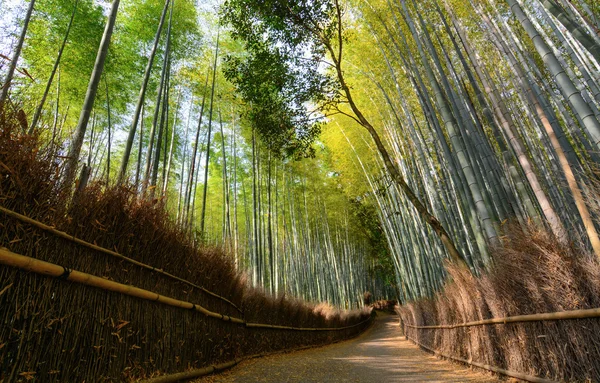 Sentier calme dans la forêt de bambous d'Arashiyama à Kyoto, Japon — Photo