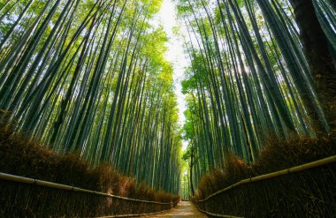 Arashiyama Kyoto, Japonya için dev bambu gür yeşil orman yolundan